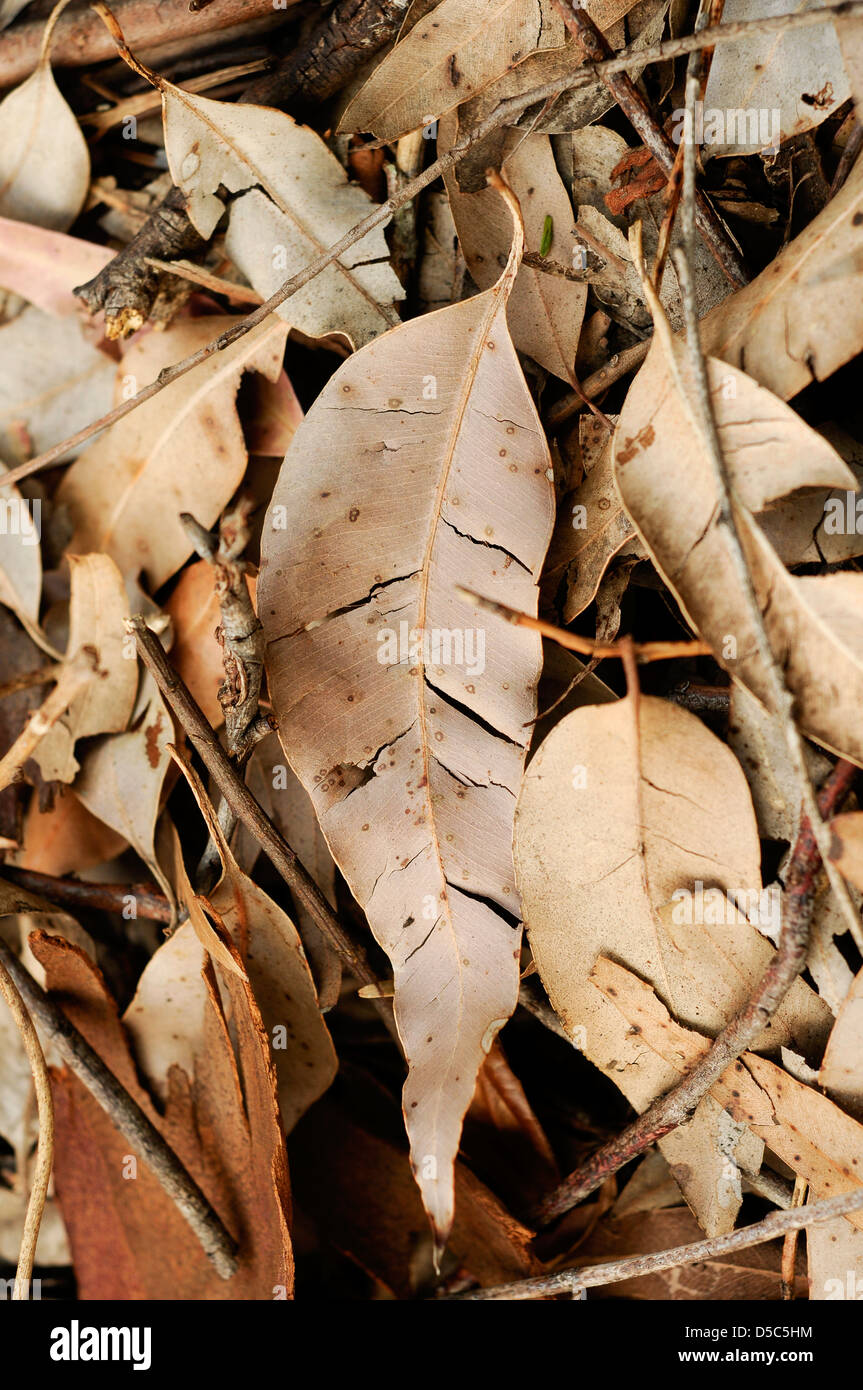 Dry eucalyptus leaves on ground hi-res stock photography and images - Alamy