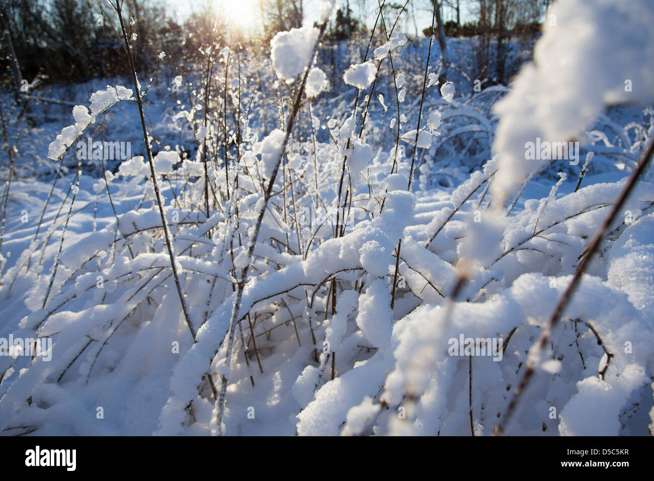 Frost covered plant sunset hi-res stock photography and images - Alamy