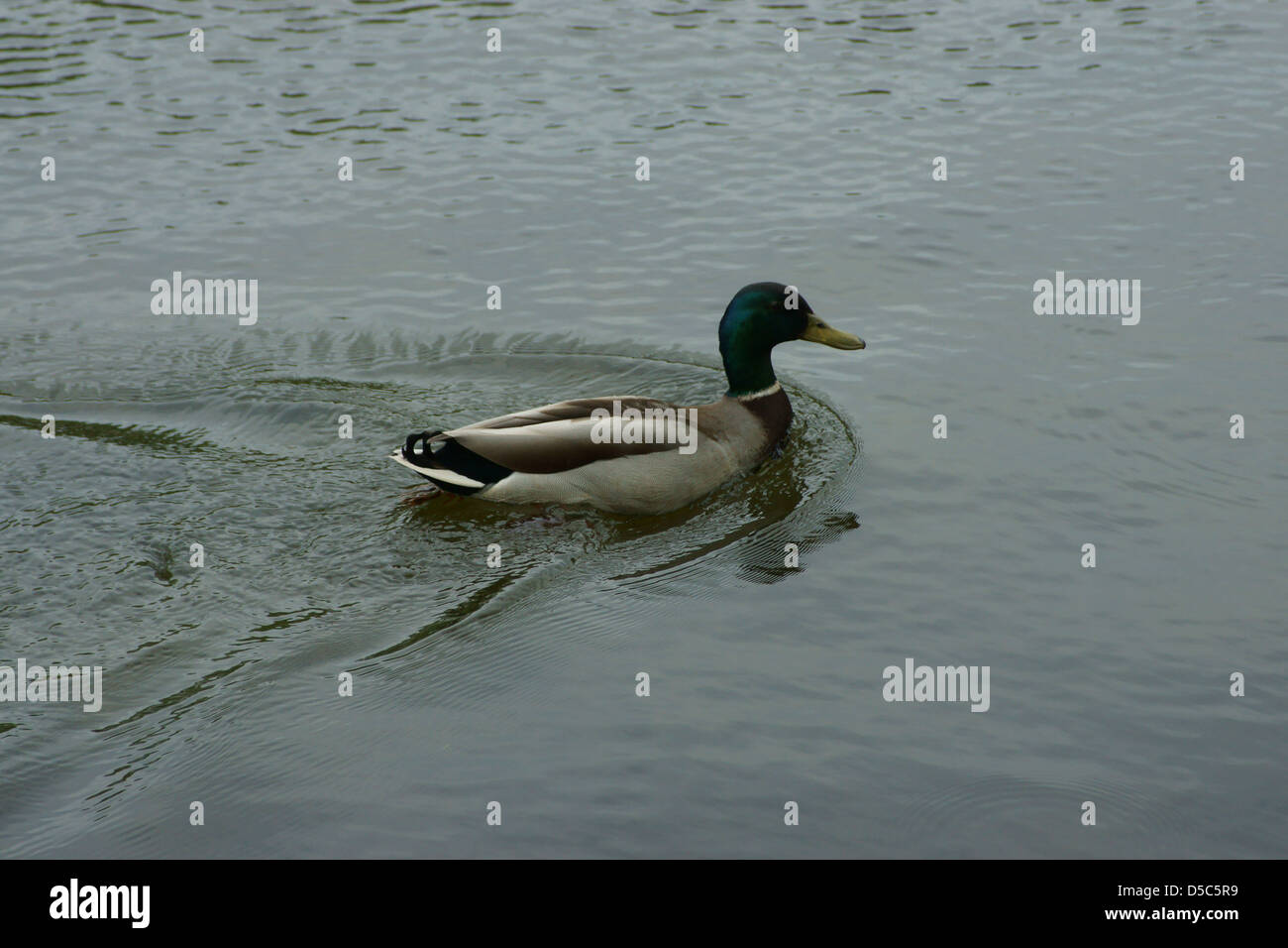 Duck pond swimming padding water rain clear day Stock Photo