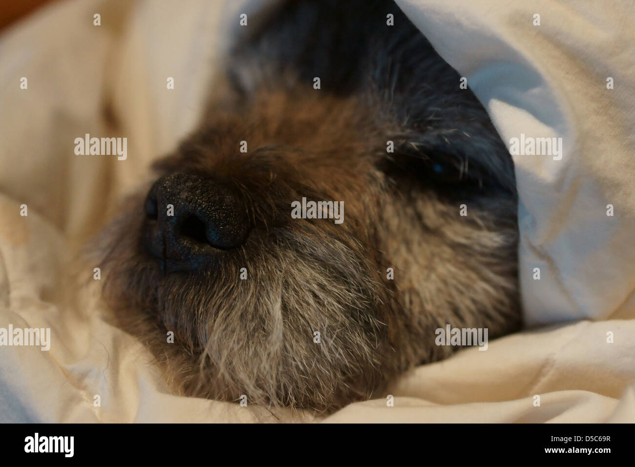border terrier sleeping bed quilt dog face Stock Photo Alamy