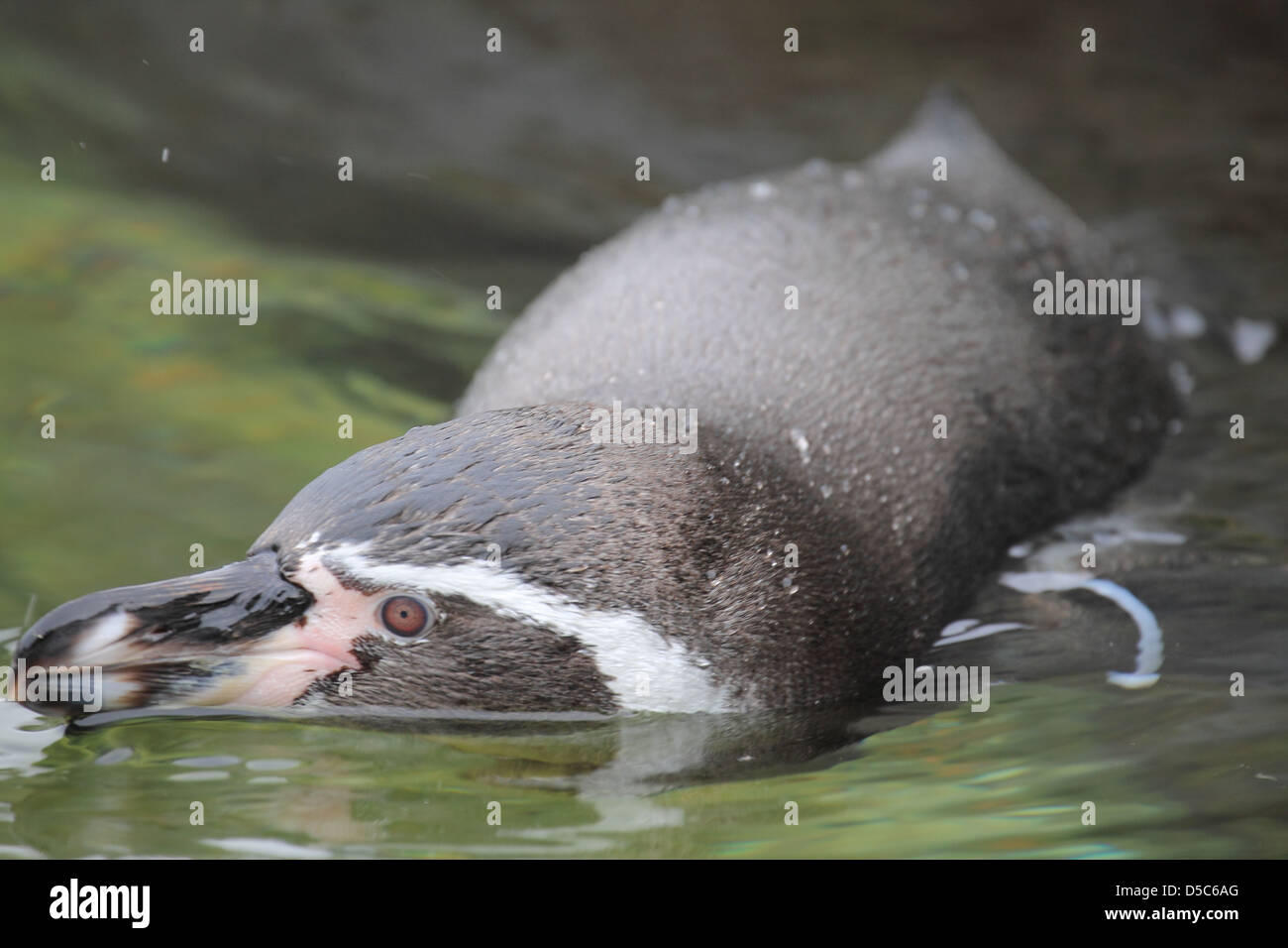 wildlife, penguin Stock Photo