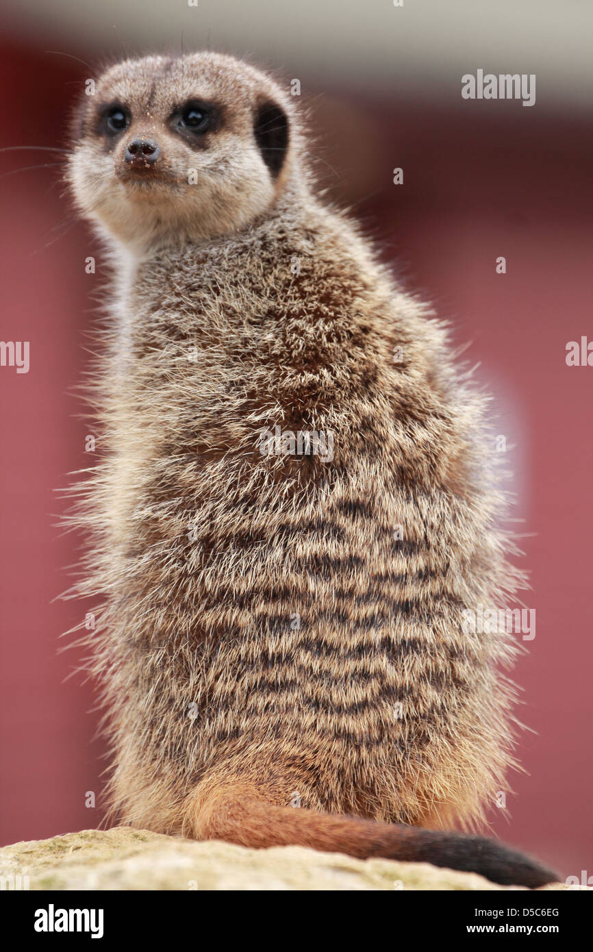wildlife, meerkat Stock Photo