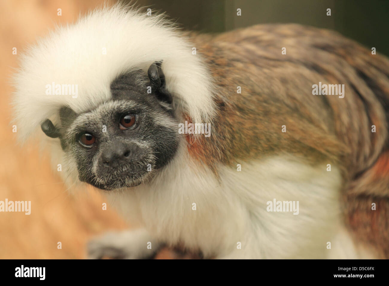 wildlife, monkey Stock Photo
