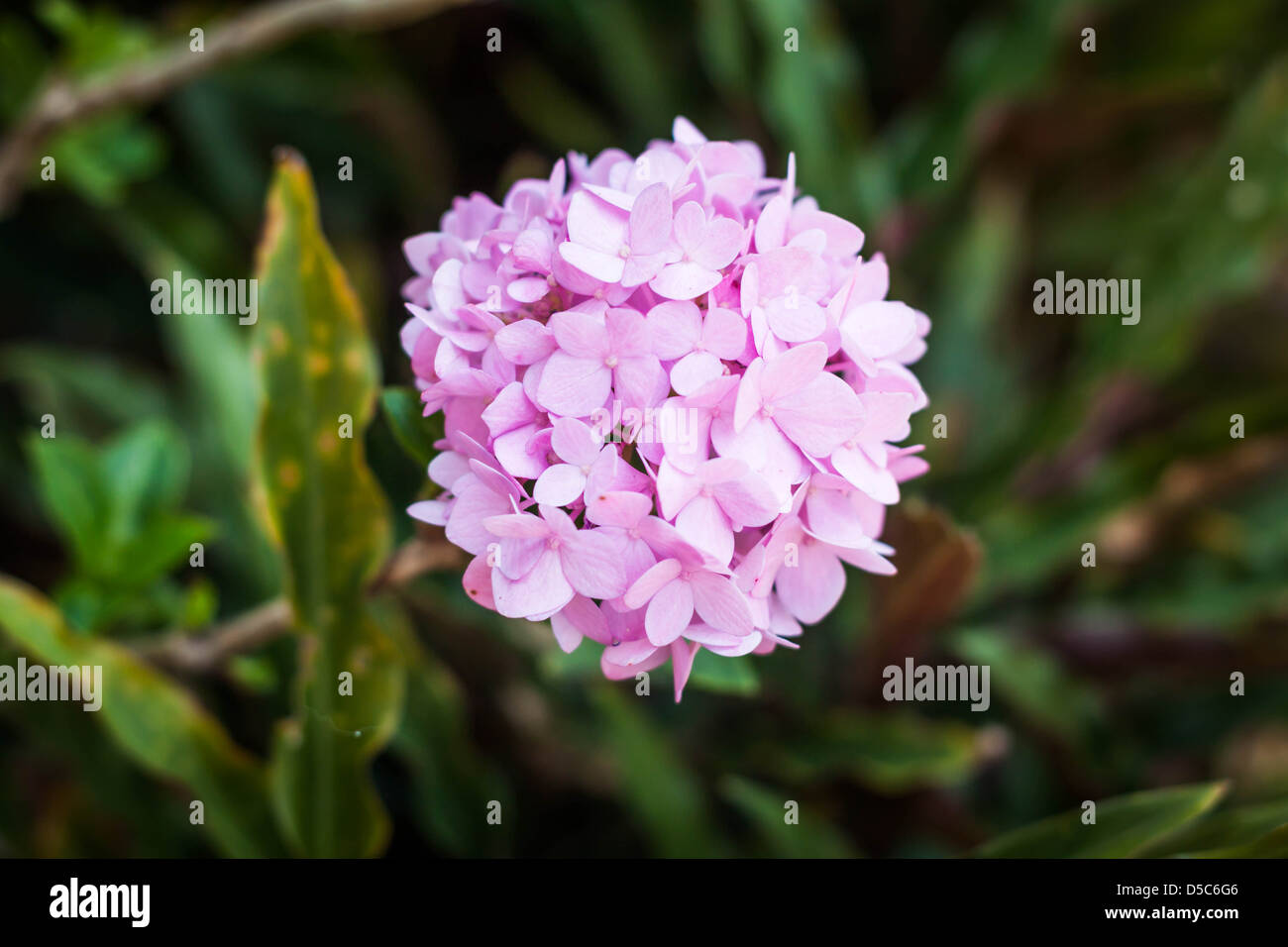 Beautiful blooming pink hydrangea flowers Stock Photo - Alamy