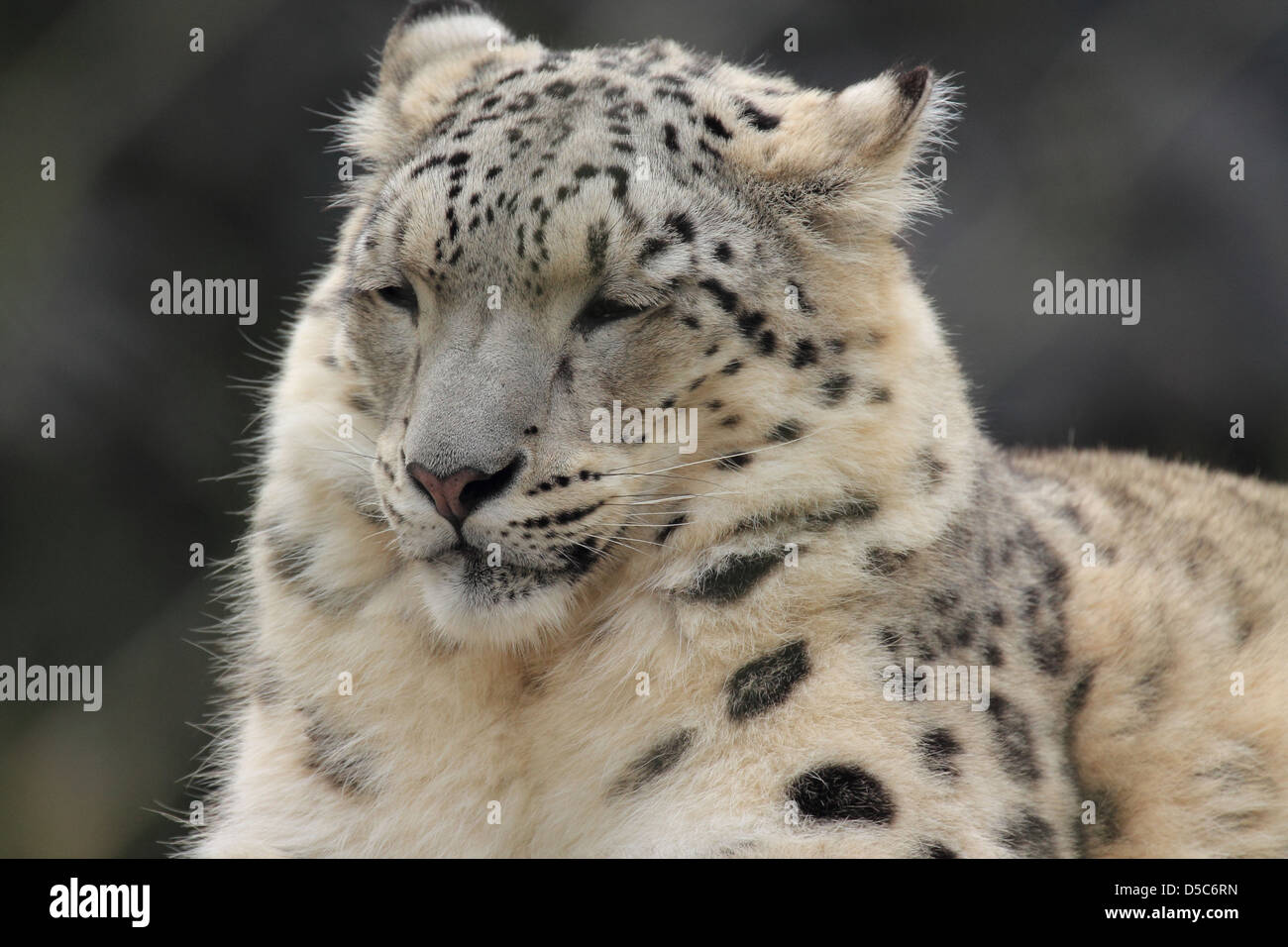 wildlife, snow leopard Stock Photo