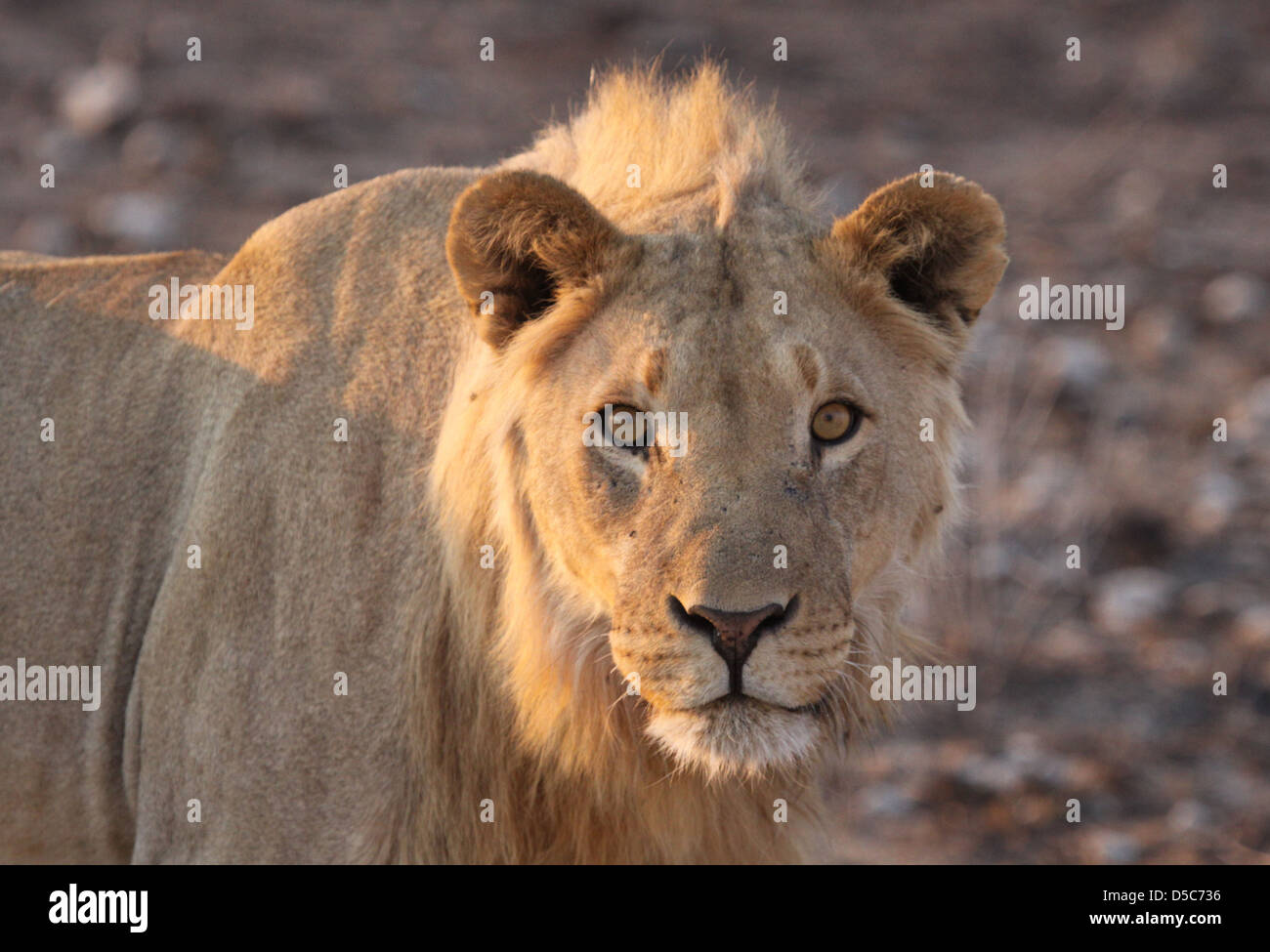 Young male lion in Etosha National Park, Namibia, south Africa Stock Photo