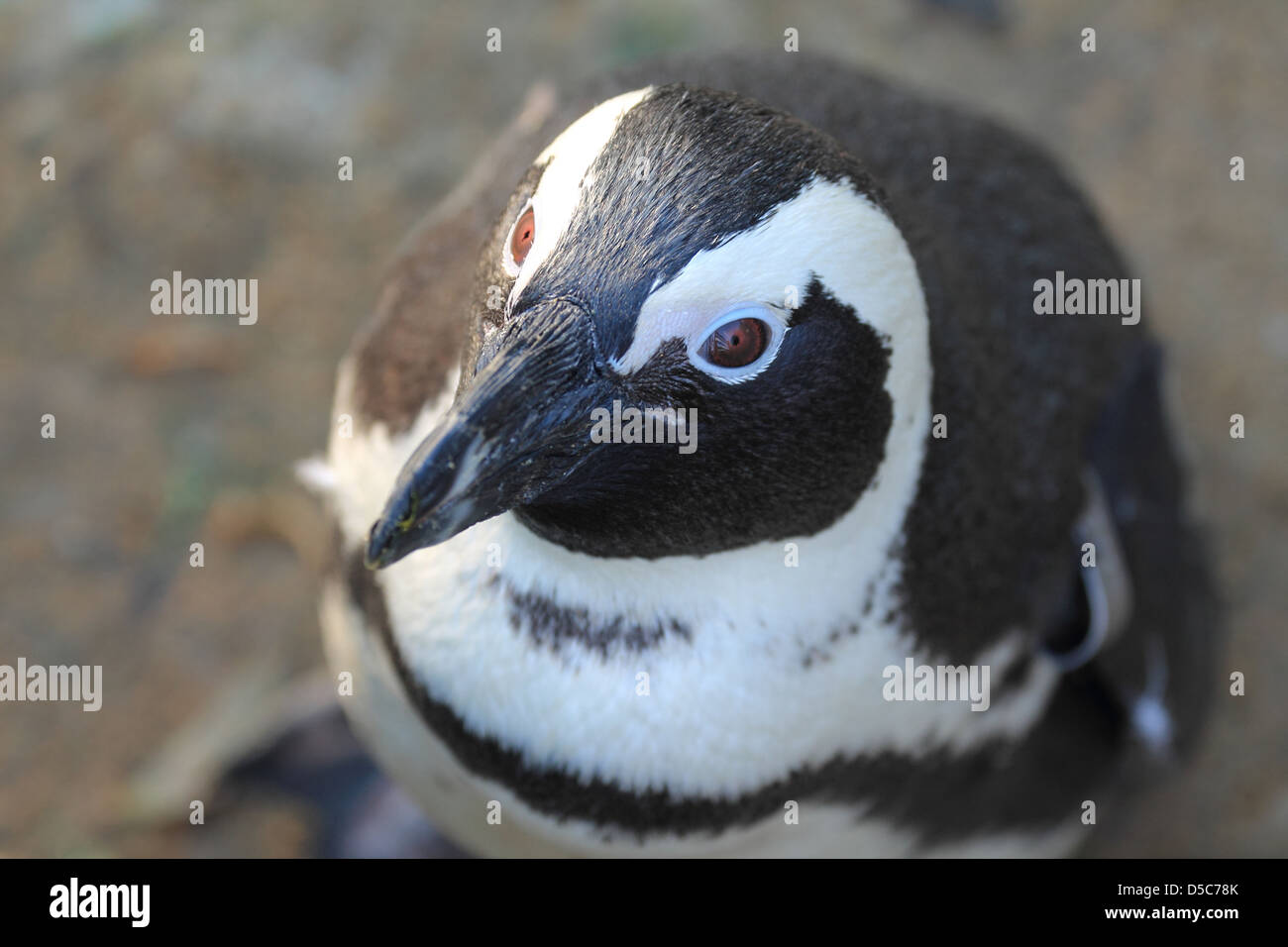 bird, wildlife, penguin Stock Photo