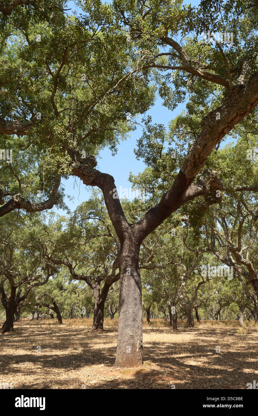 Forest of cork trees quercus suber Alentejo, Portugal Stock Photo Alamy