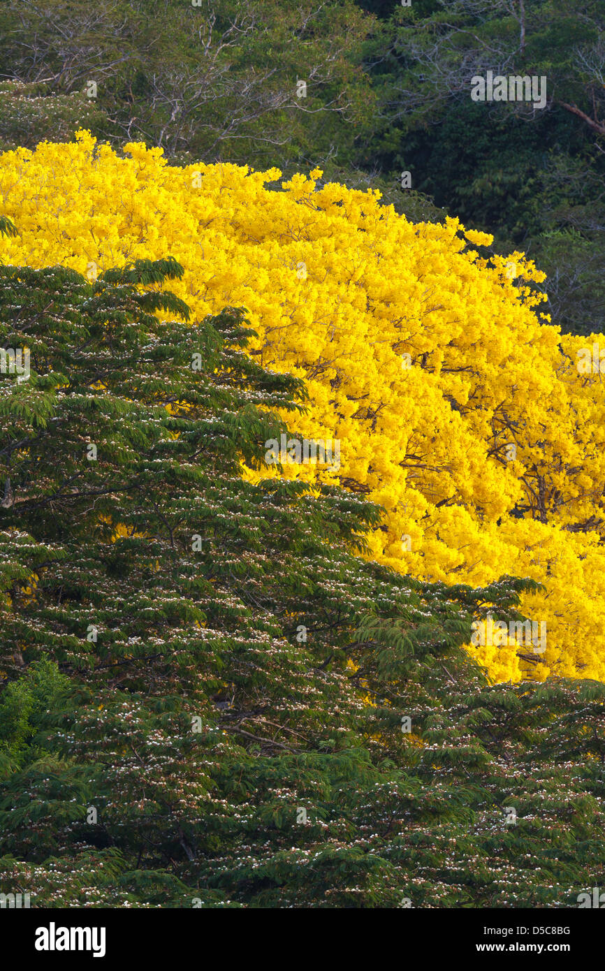 Gold Tree (Guayacan), sci.name; Tabebuia guayacan, near Gamboa in Soberania national park, Republic of Panama. Stock Photo