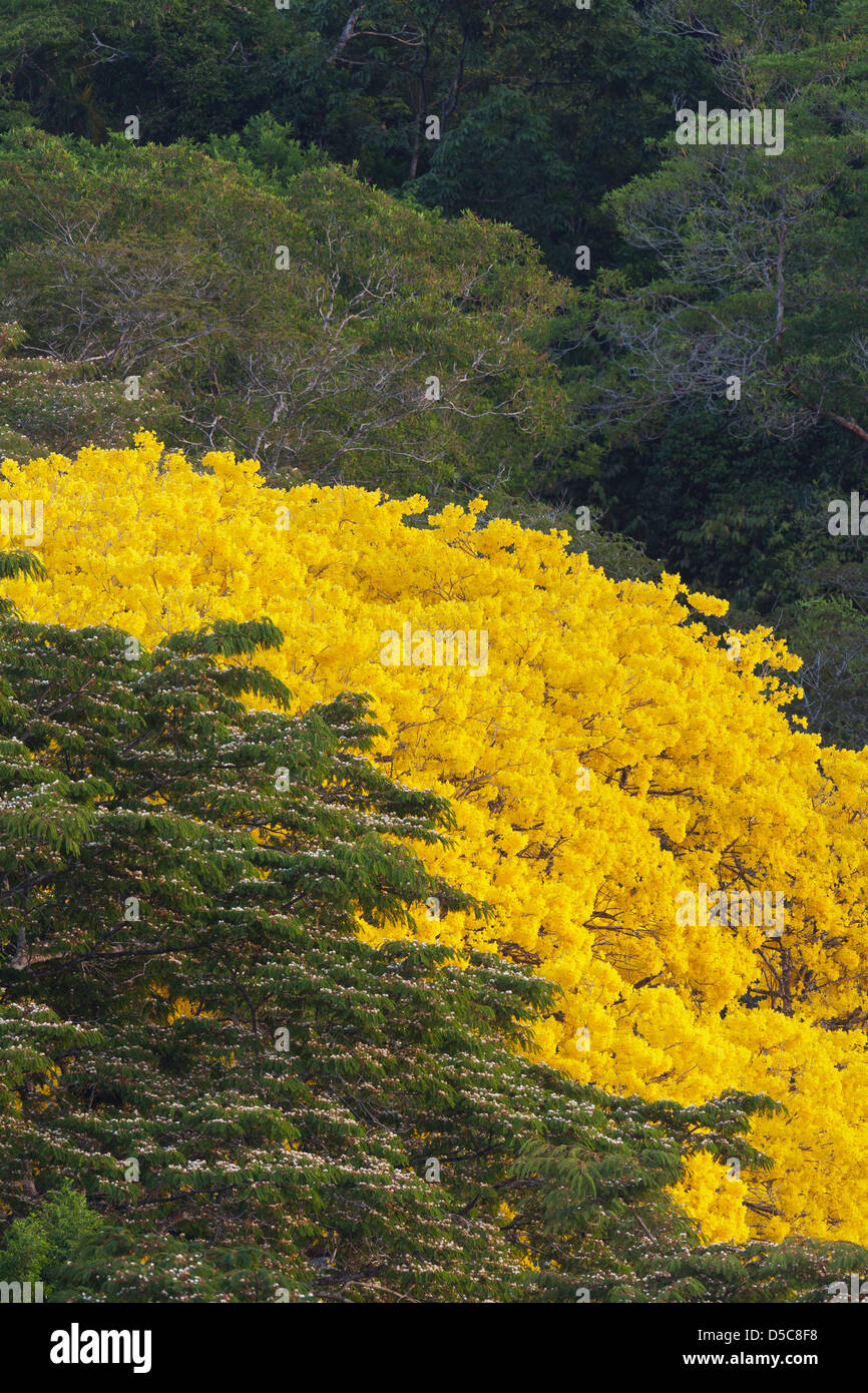 Yellow Gold Tree (Guayacan) sci,name; Tabebuia guayacan, in the rainforest of Soberania national park, Panama province, Republic of Panama. Stock Photo