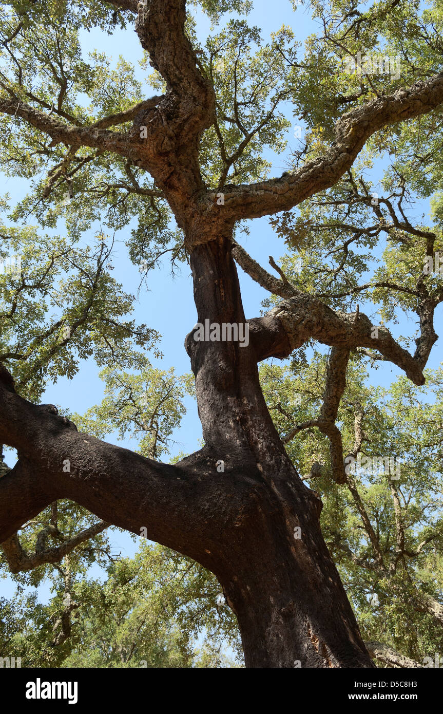 Forest of cork trees quercus suber Alentejo, Portugal Stock Photo Alamy