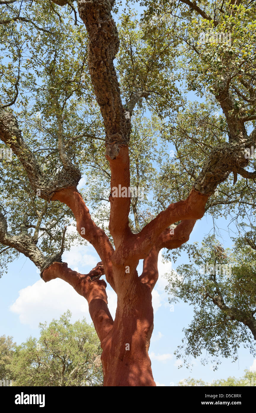 Cork trees quercus suber recently stripped, Alentejo, Portugal