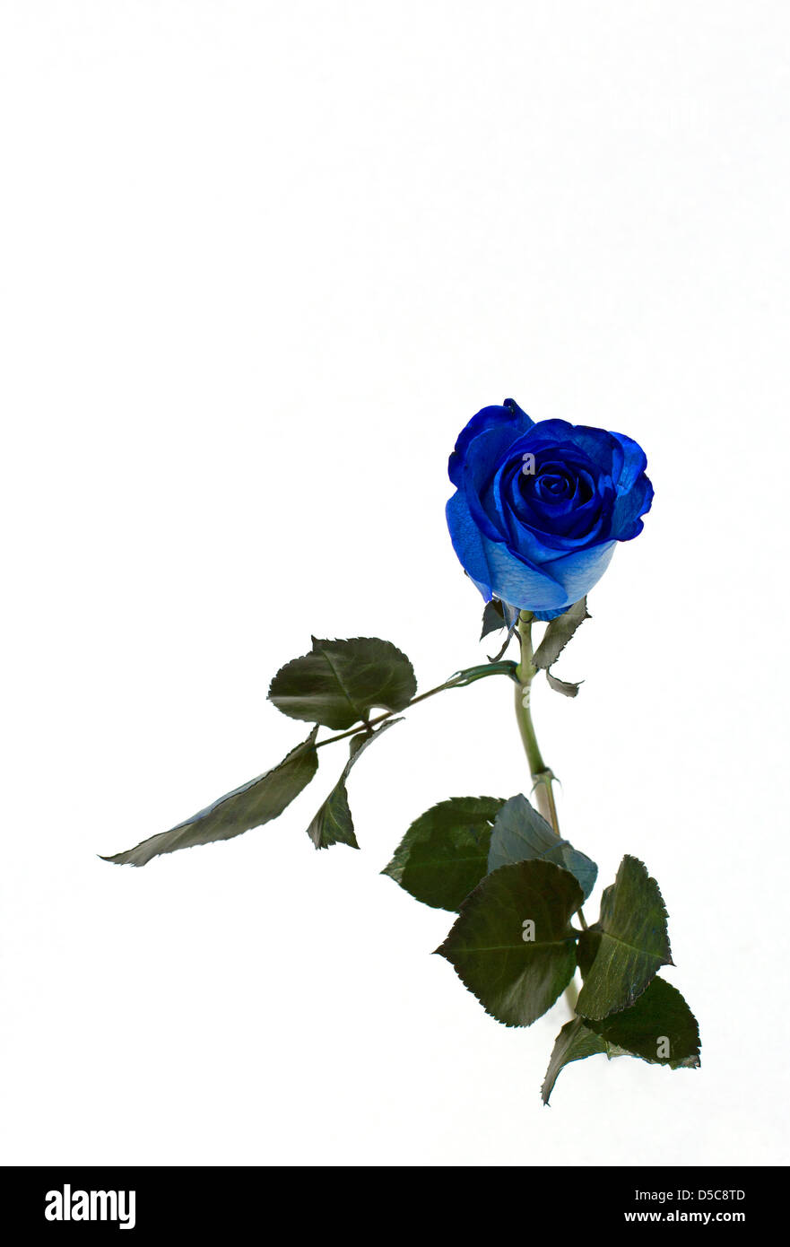 blue rose Stock Photo