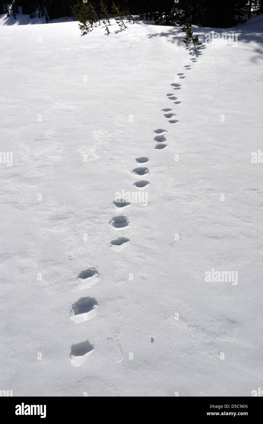 Wolverine tracks in snow, Wallowa Mountains, Oregon Stock Photo Alamy