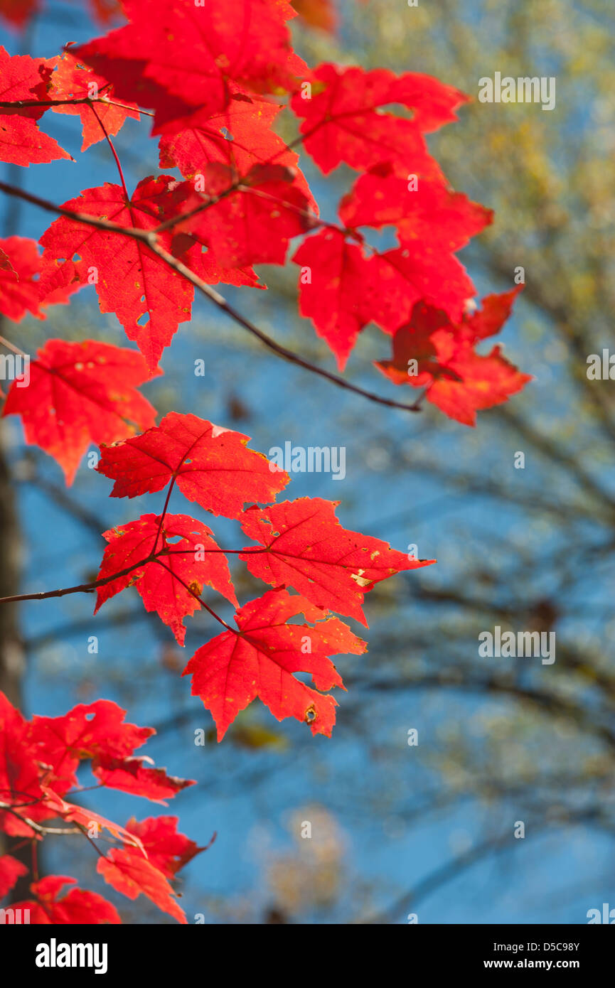 Close up of the leaves of a turning maple tree in a deciduous forest ...
