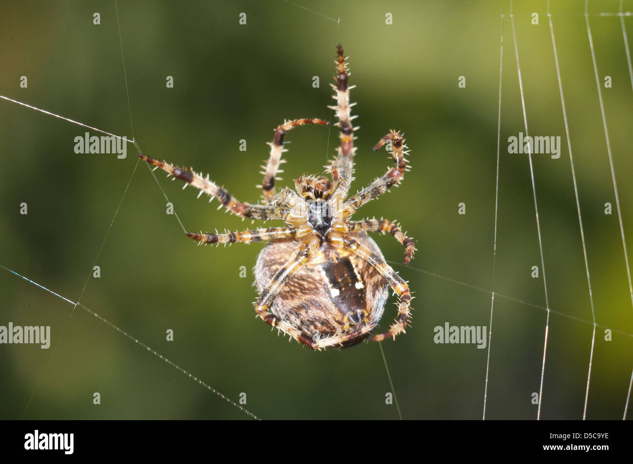 Orb Spider on Web Stock Photo
