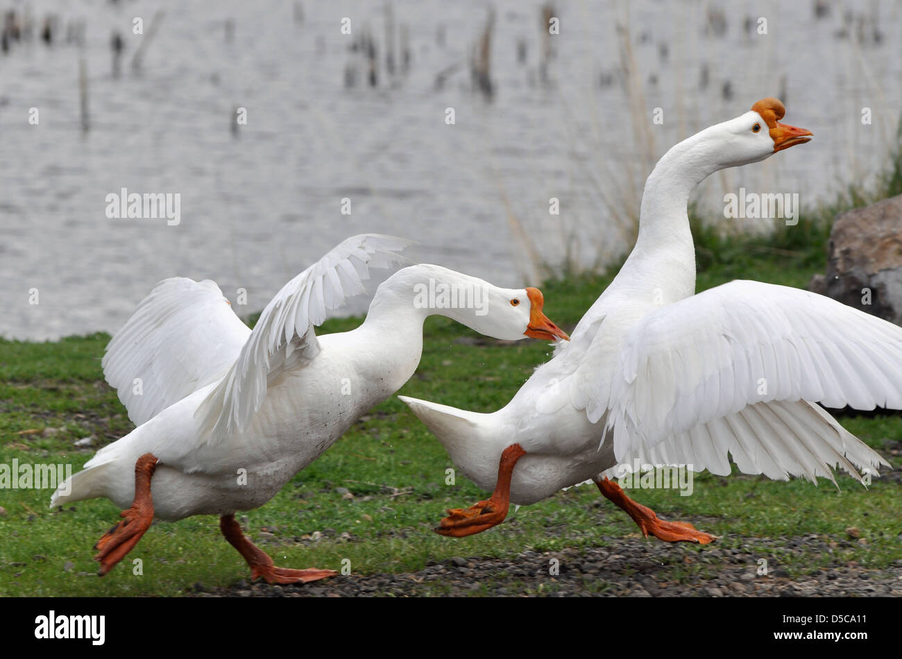 Geese, Hot Lake, Oregon. Stock Photo