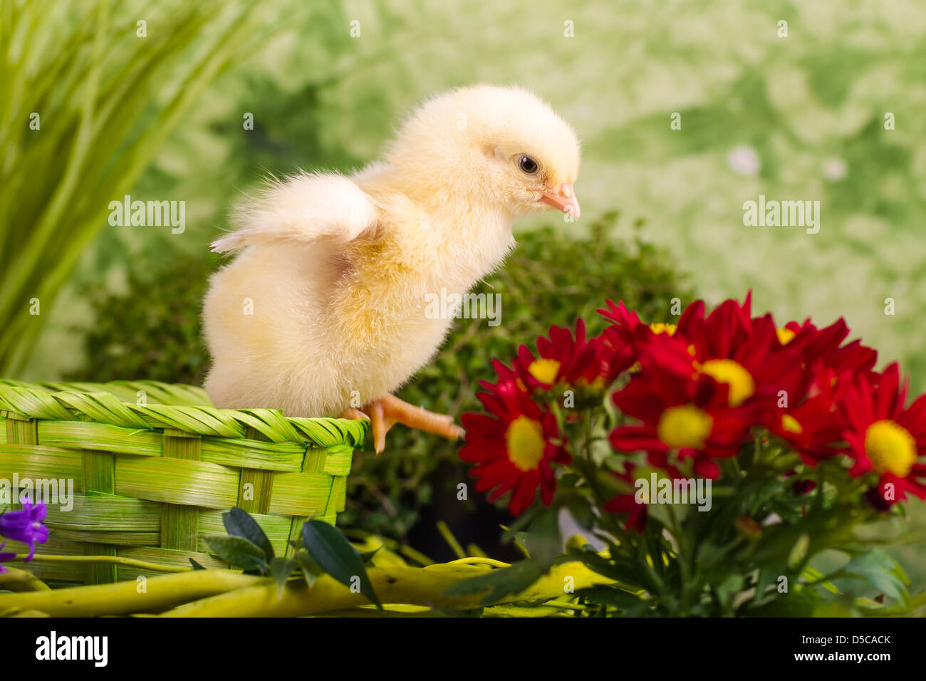 Beautiful little chicken with flowers Stock Photo