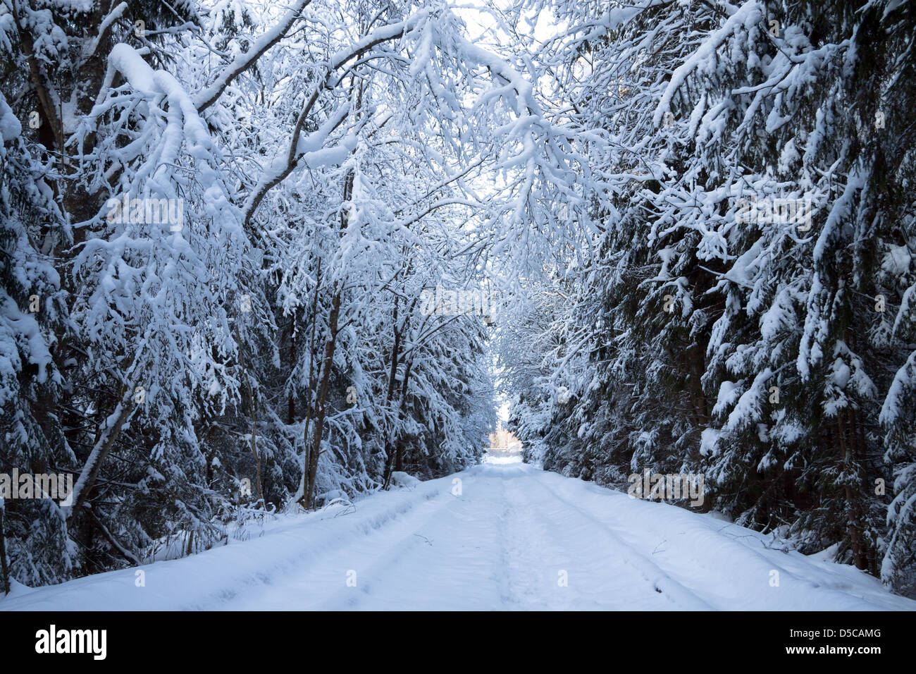 Winter landscape with road and wood Stock Photo - Alamy