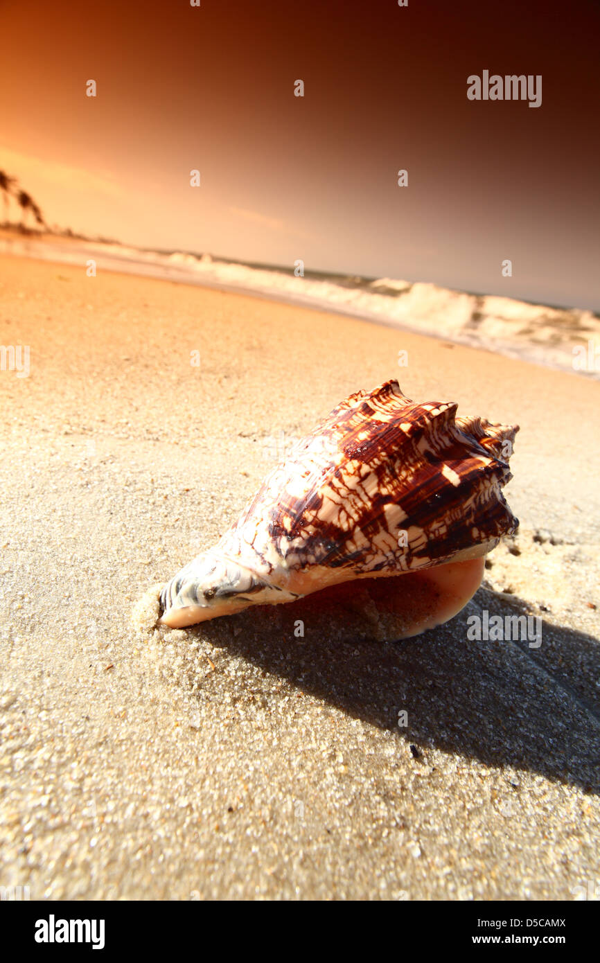 shell on sand under sunset sky Stock Photo - Alamy