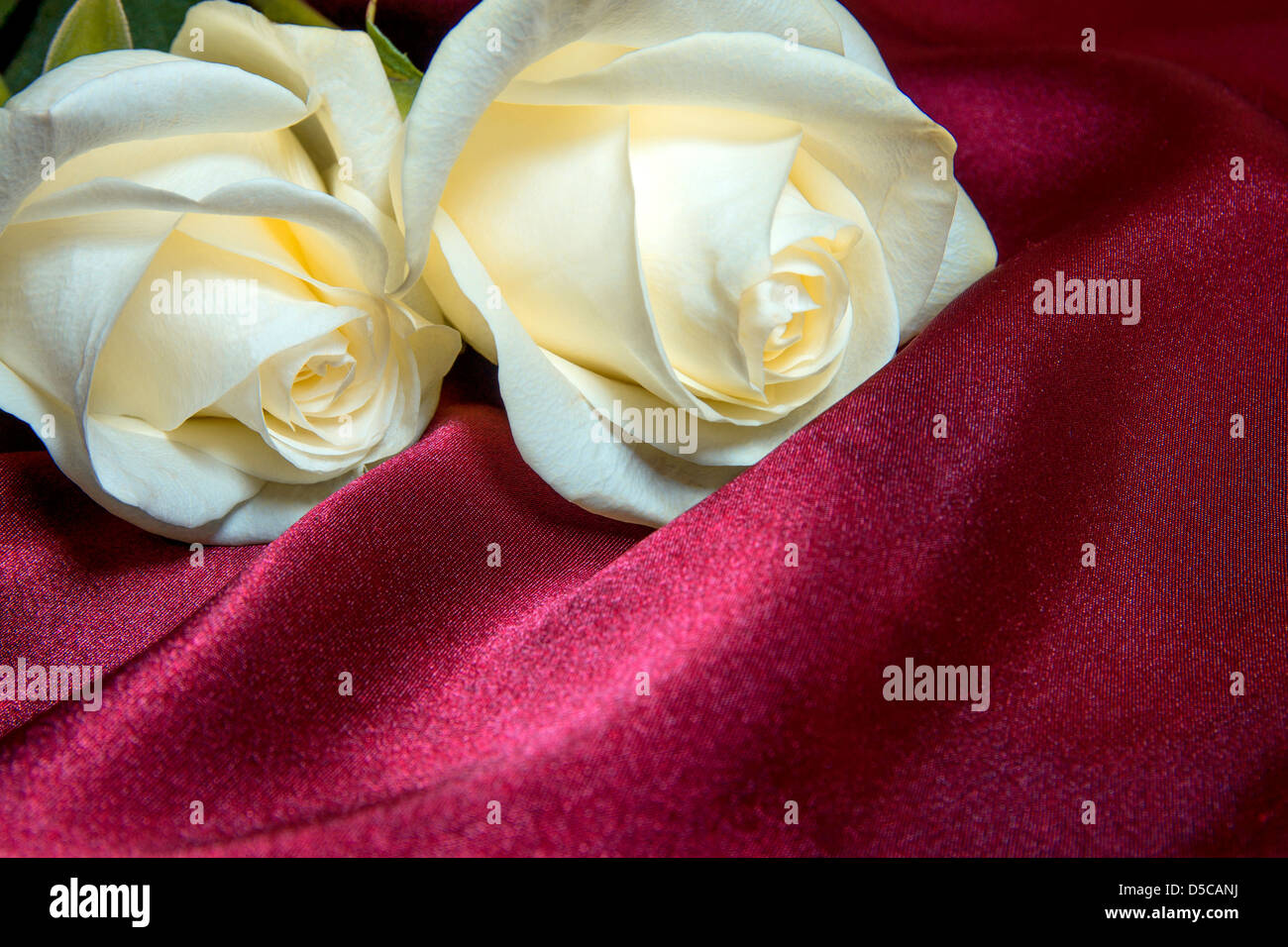 Two white roses over purple silk texture. Love and valentine concept ...