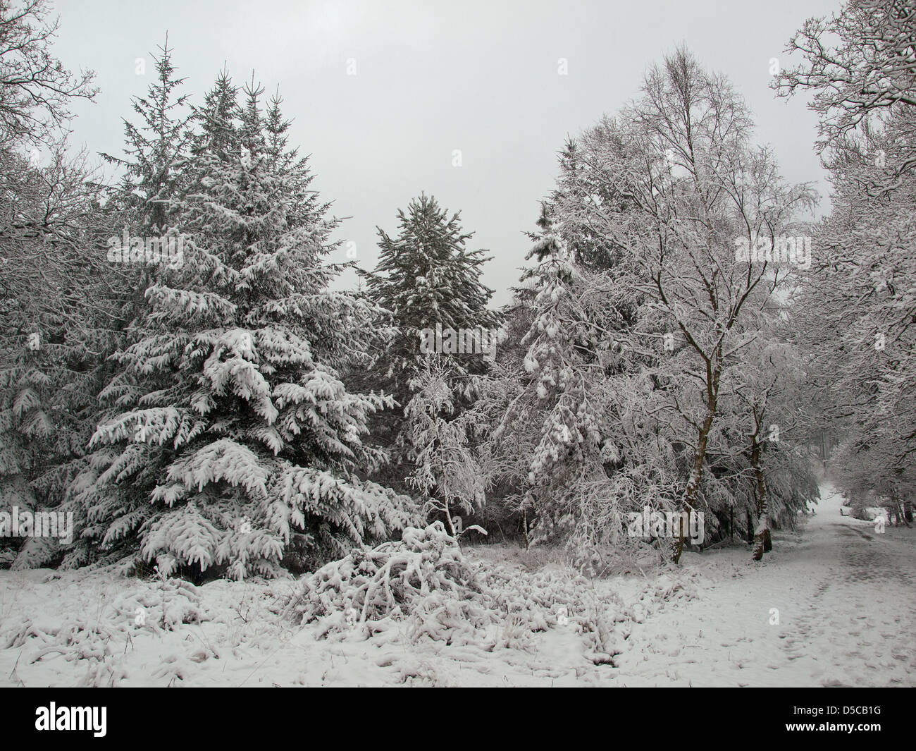 Snow covered Hawk Hill enclosure New Forest National Park Hampshire England UK Stock Photo