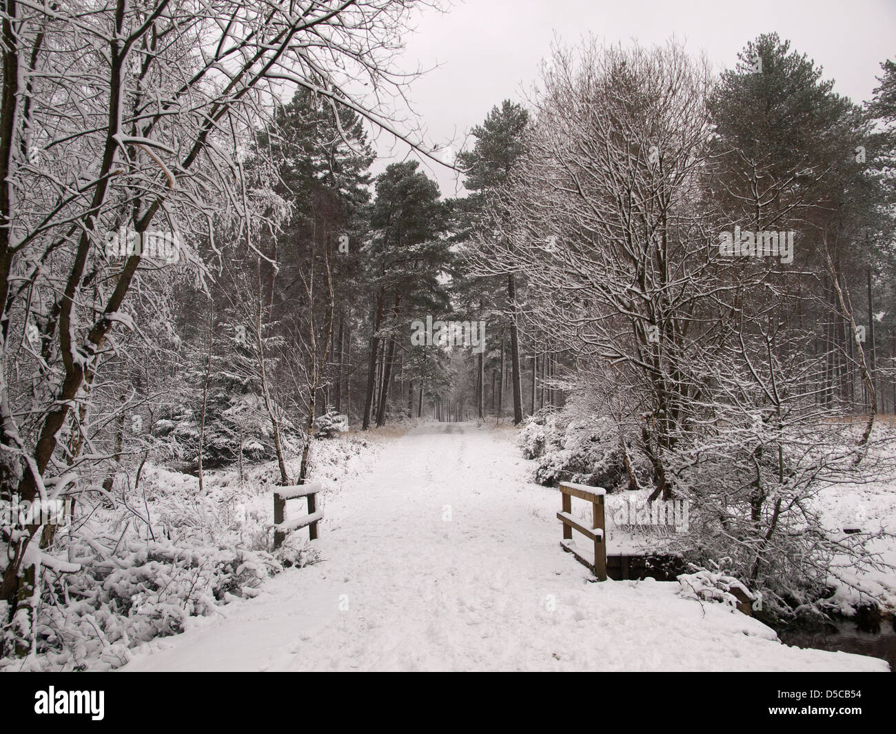 Snow covered Hawk Hill enclosure New Forest National Park Hampshire England UK Stock Photo