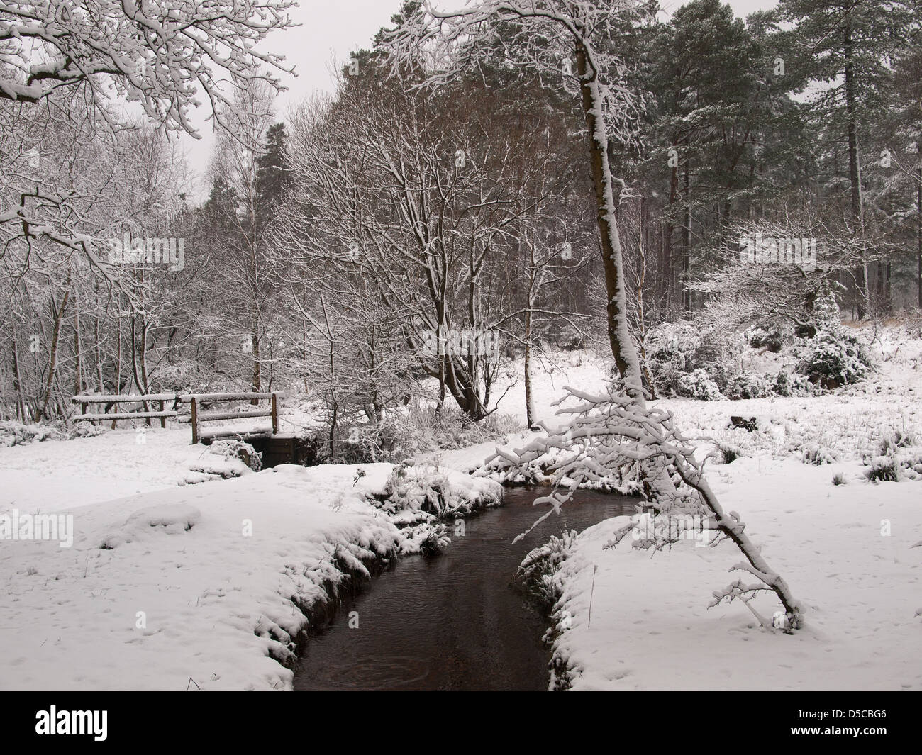 Snow covered Hawk Hill enclosure New Forest National Park Hampshire England UK Stock Photo
