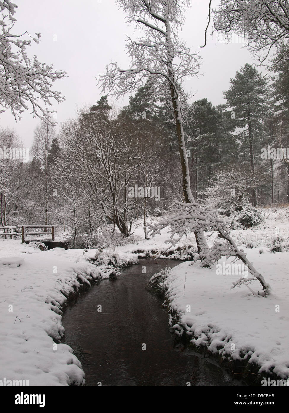 Snow covered Hawk Hill enclosure New Forest National Park Hampshire England UK Stock Photo