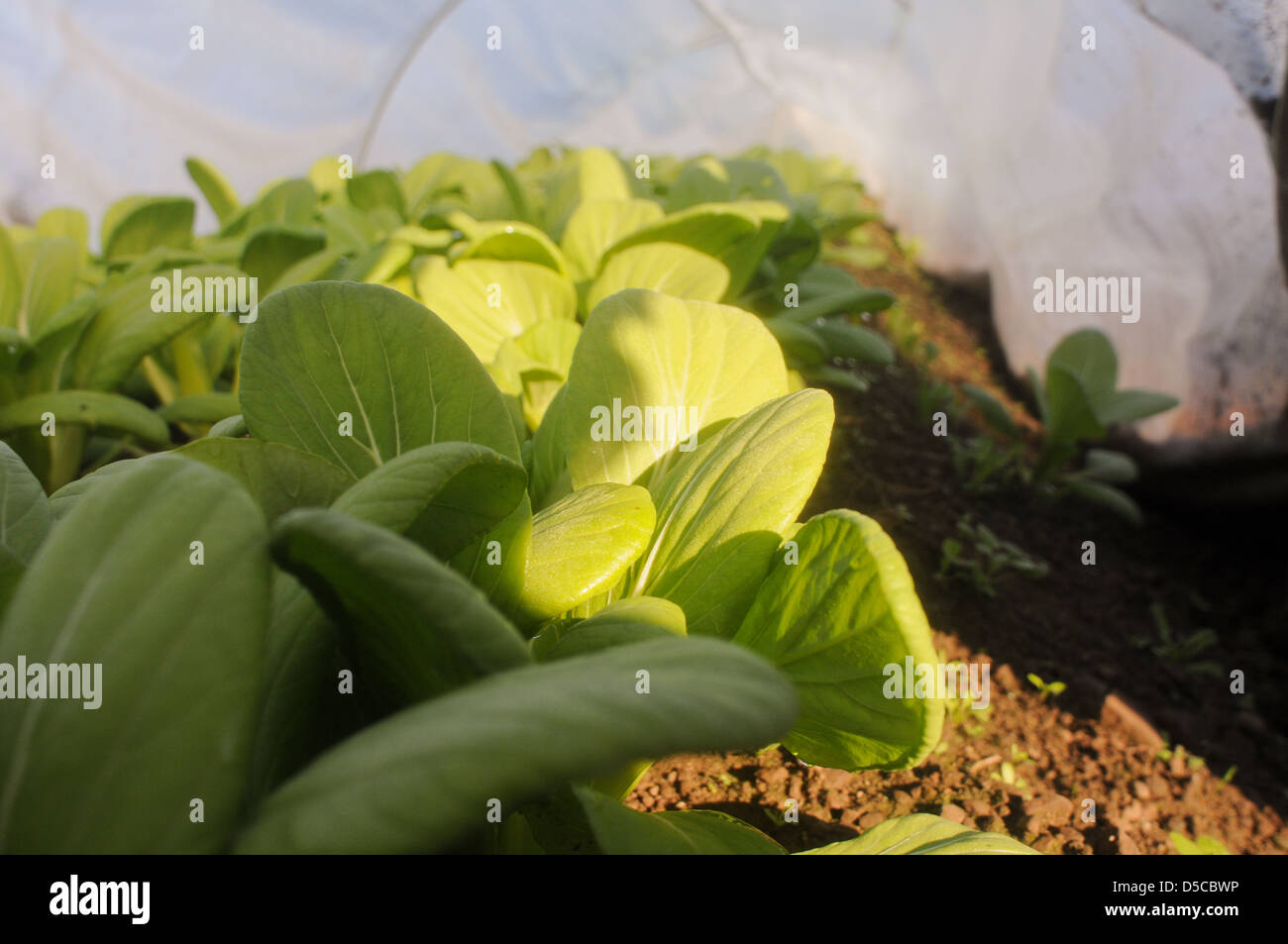 Greens growing in a cold frame Stock Photo Alamy