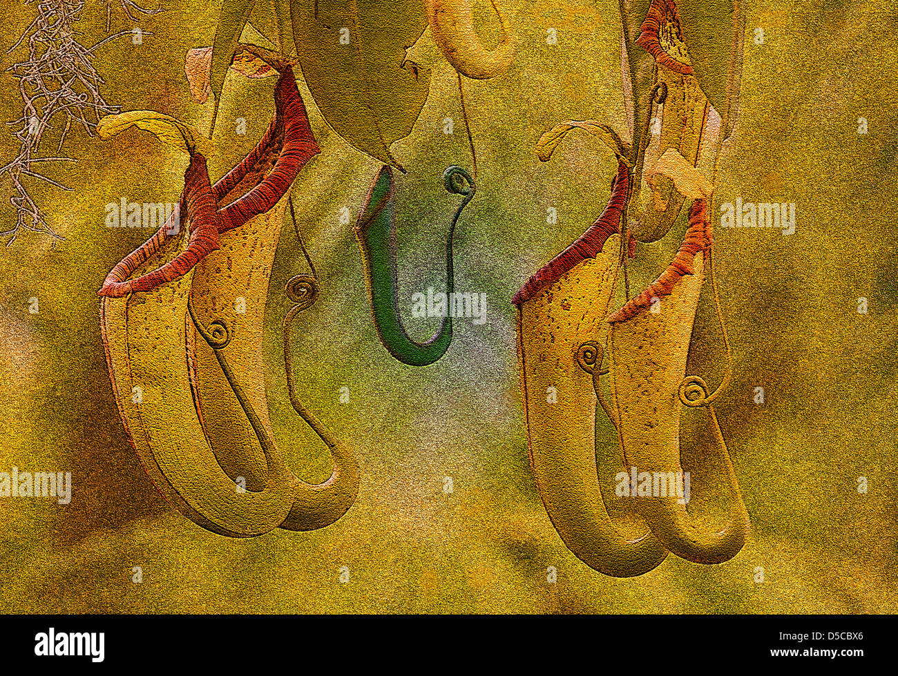 Group of pitcher plants hi-res stock photography and images - Alamy