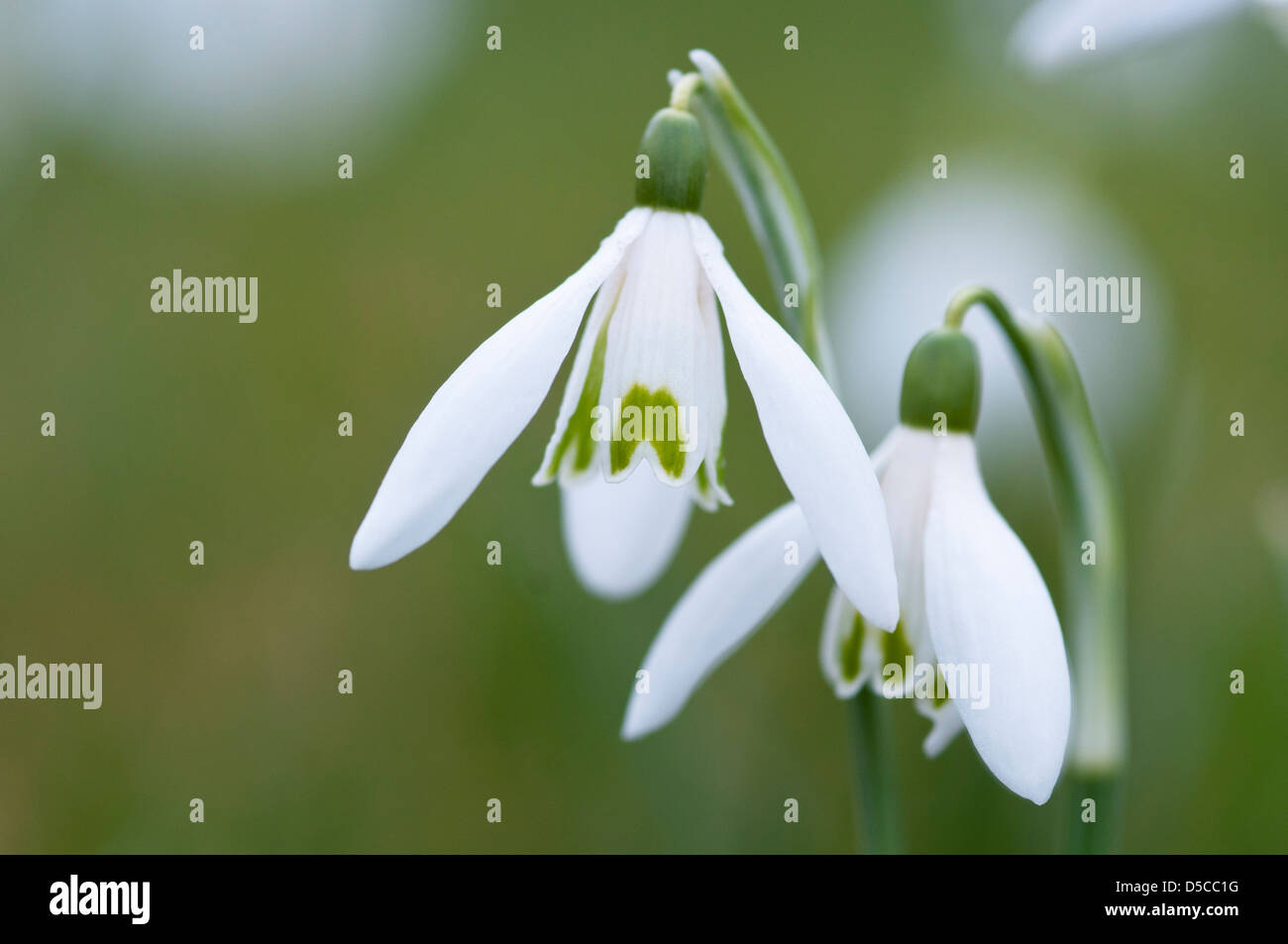 GALANTHUS NIVALIS Stock Photo