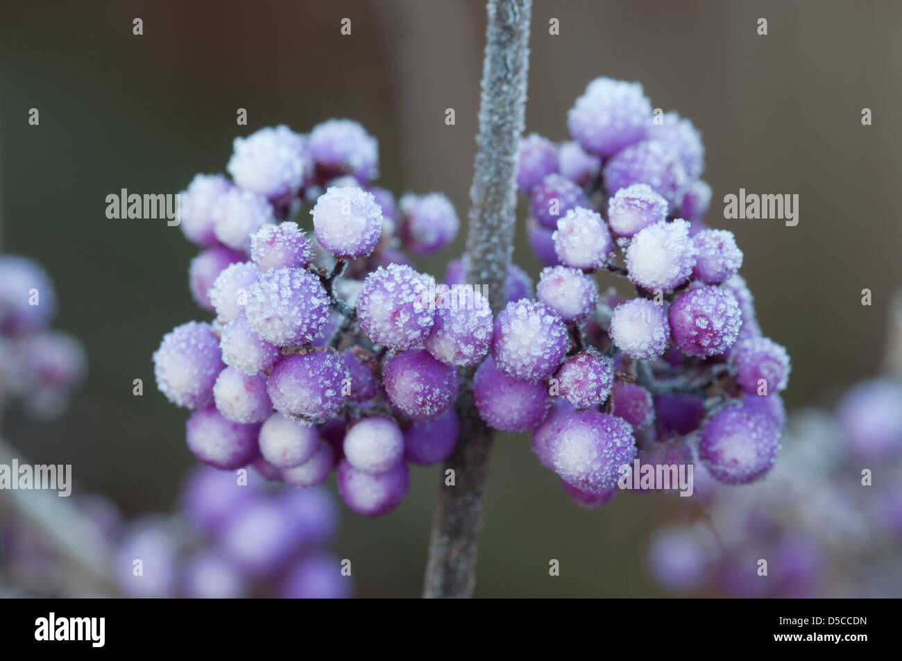 CALLICARPA BODINIERI VAR GIRALDII PROFUSION WITH FROSTED BERRIES Stock Photo