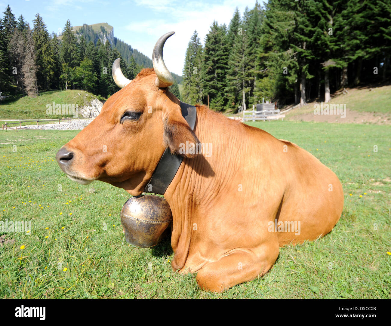Cow with cowbell in the French Alps, France, Europe Stock Photo