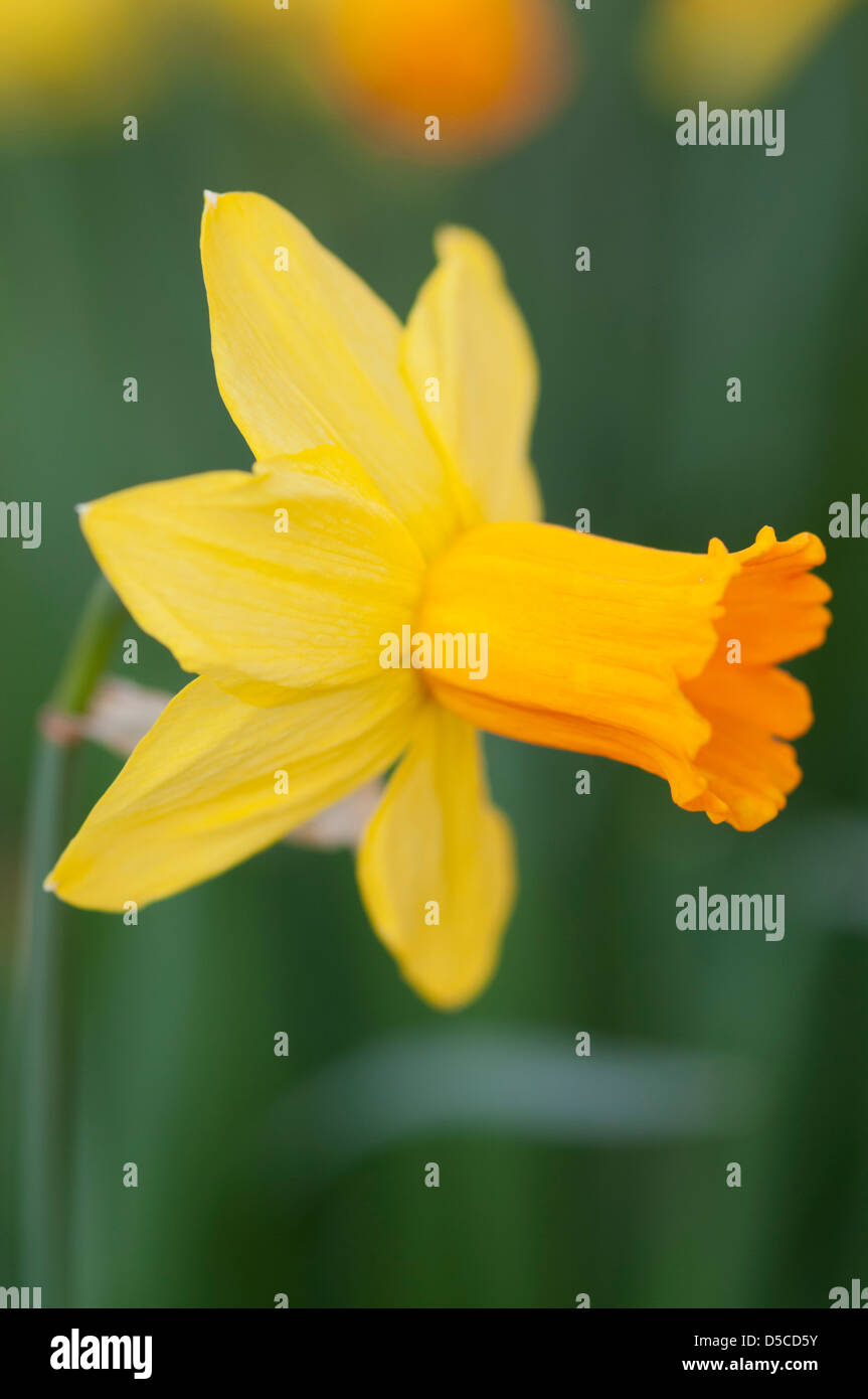 NARCISSUS JETFIRE Stock Photo