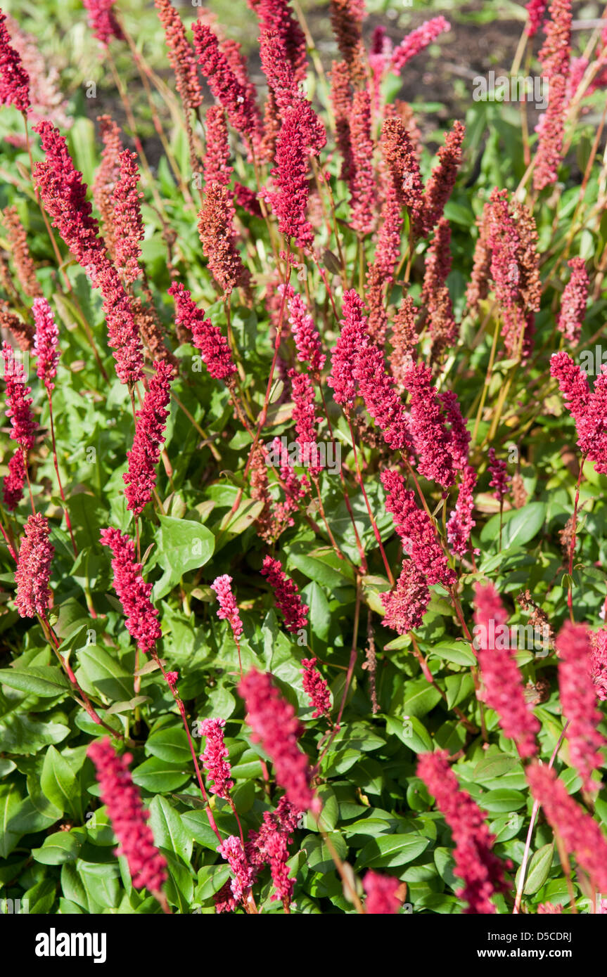 PERSICARIA AFFINIS DONALD LOWNDES Stock Photo