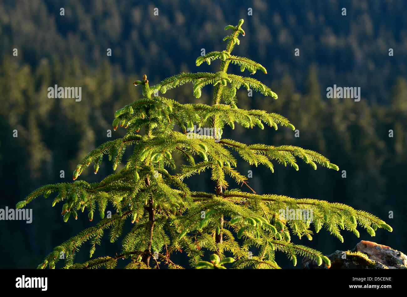 Young spruce tree, Holkham Bay, Alaska Stock Photo Alamy