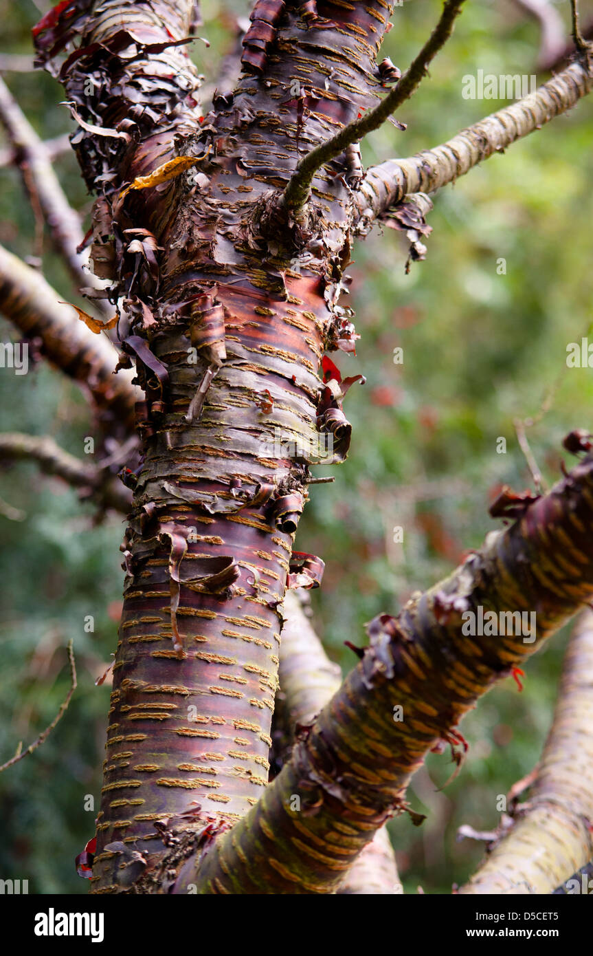 Prunus Rufa Himalayan Cherry Tree High Resolution Stock Photography and ...