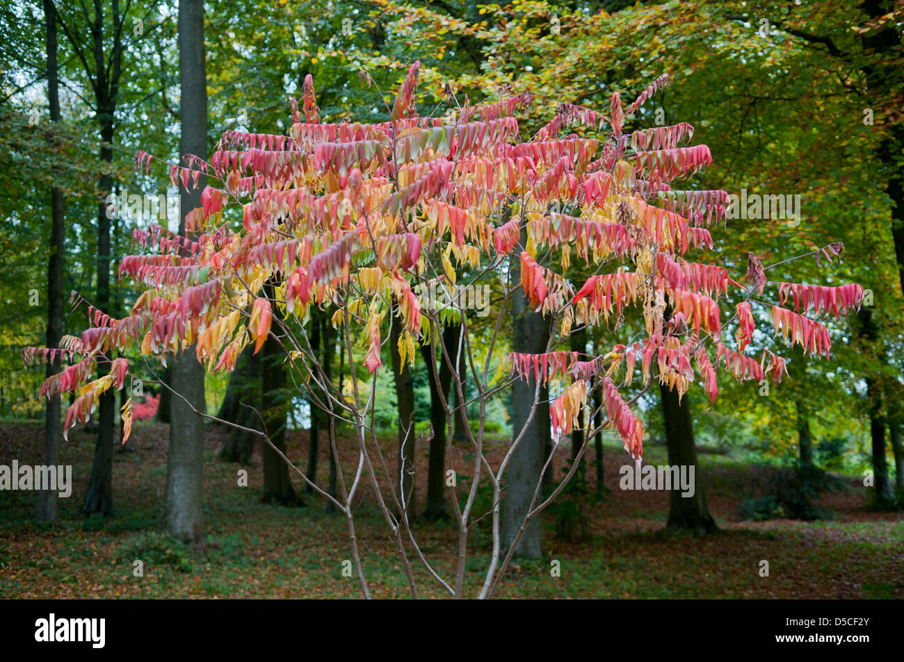 RHUS SUCCEDANEA AT BATSFORD ARBORETUM Stock Photo Alamy