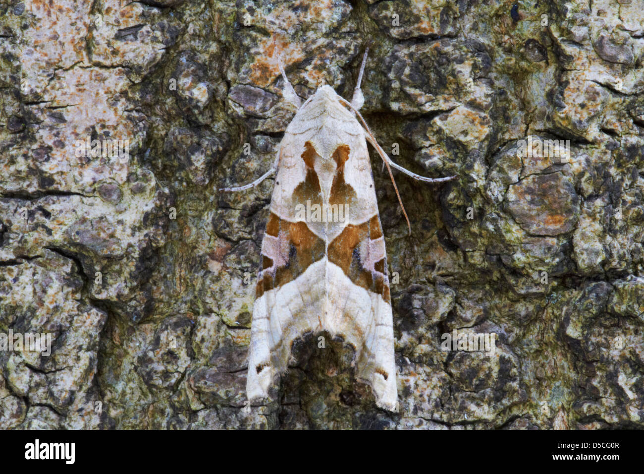 Angle Shades (Phlogophora meticulosa) moth on tree trunk Stock Photo