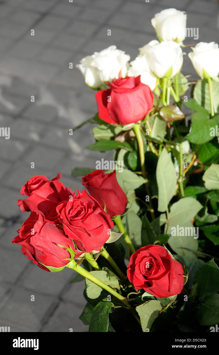 St Georges Roses red and white roses bouquet , saint Georges day 23 april in Barcelona ...