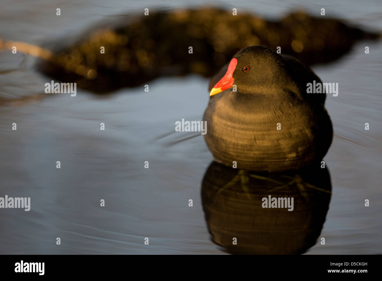 Gallinula chloropus,Common Moorhen on water Stock Photo