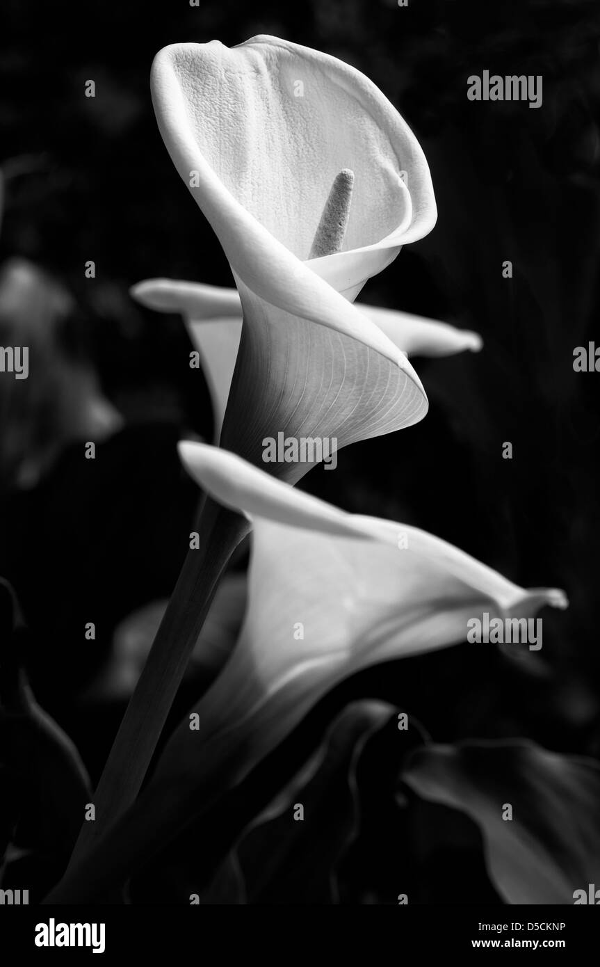 Calla flowers Stock Photo