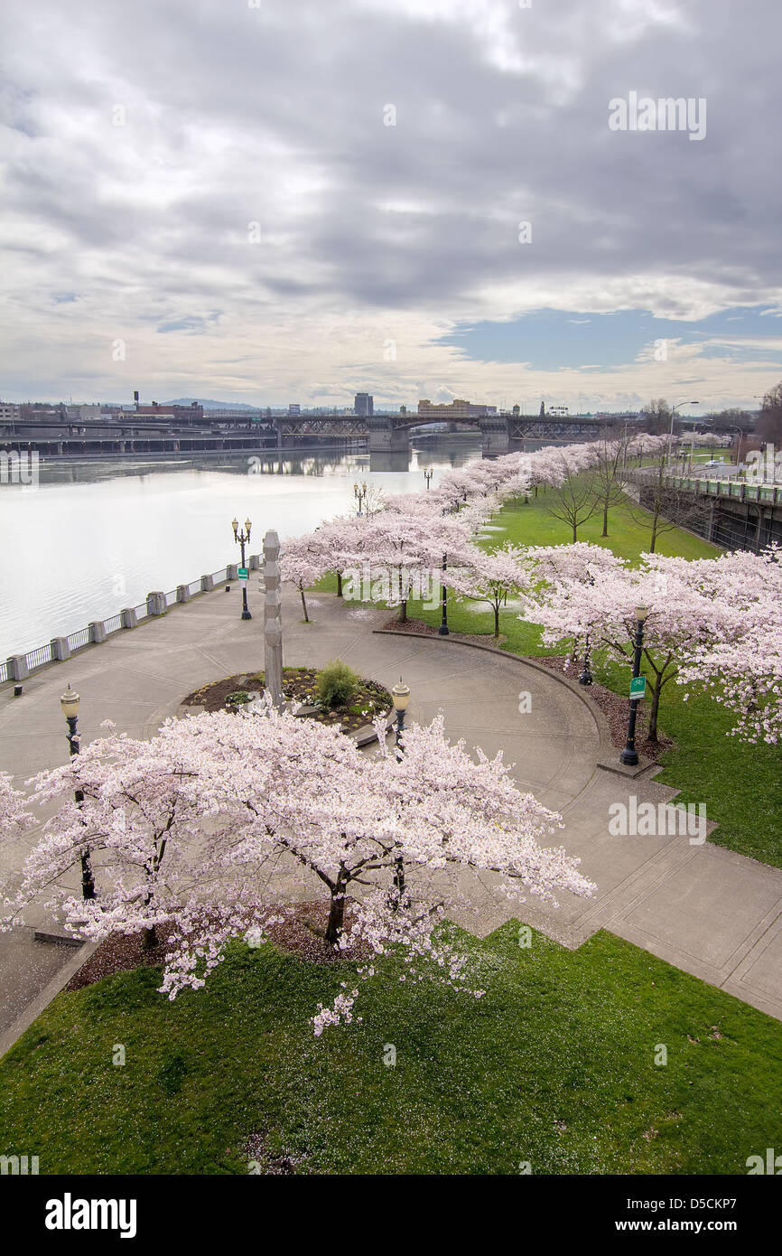 Cherry Blossoms Trees Along Willamette River Waterfront Portland Oregon