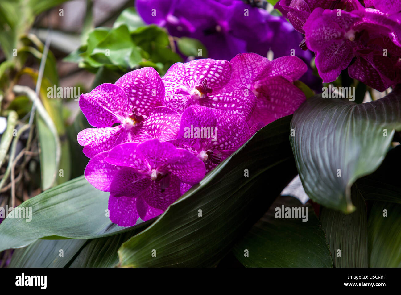 Hanging plants indoor hires stock photography and images Alamy