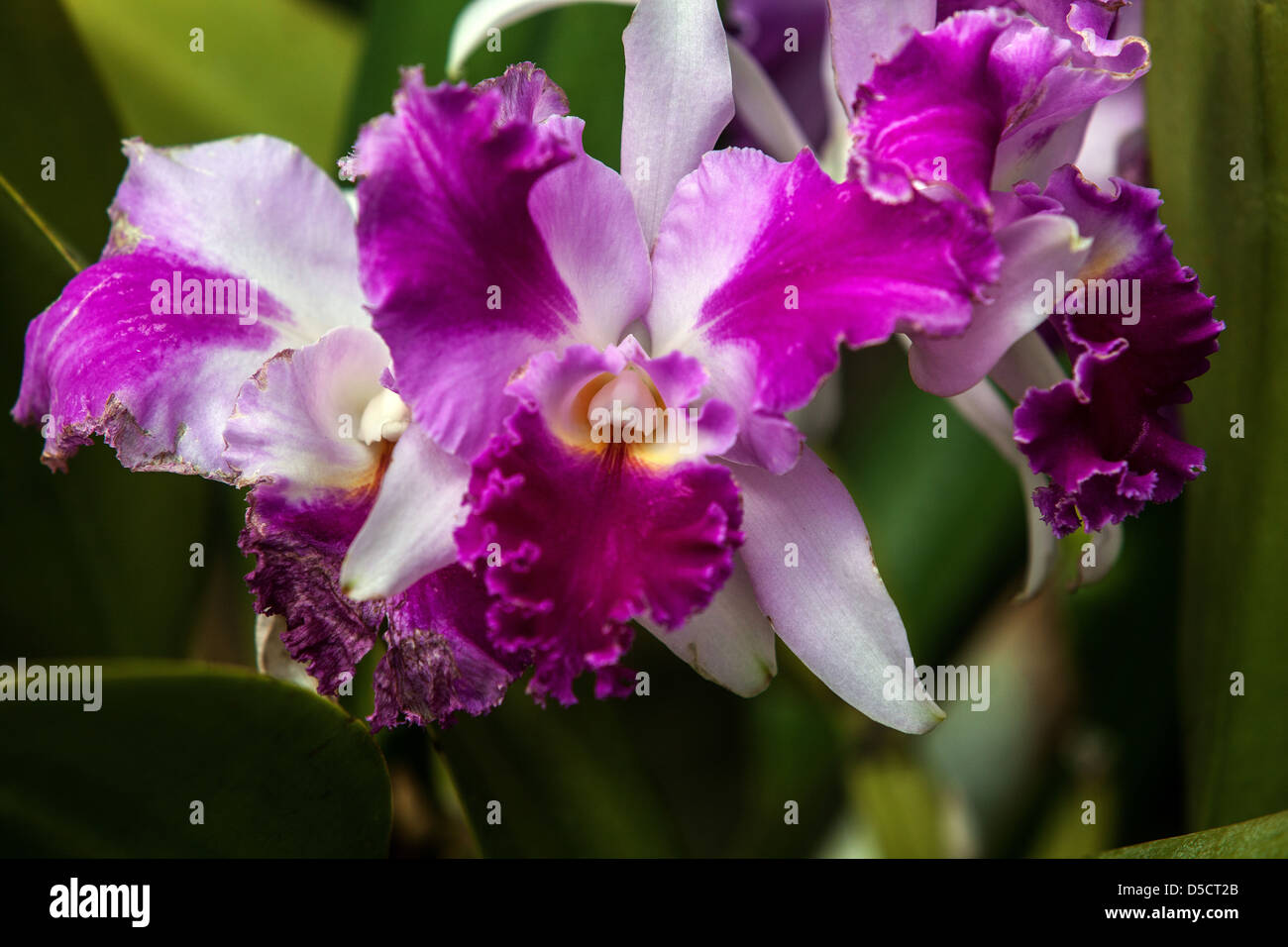 Orchid flowers, petals, blooming Stock Photo Alamy