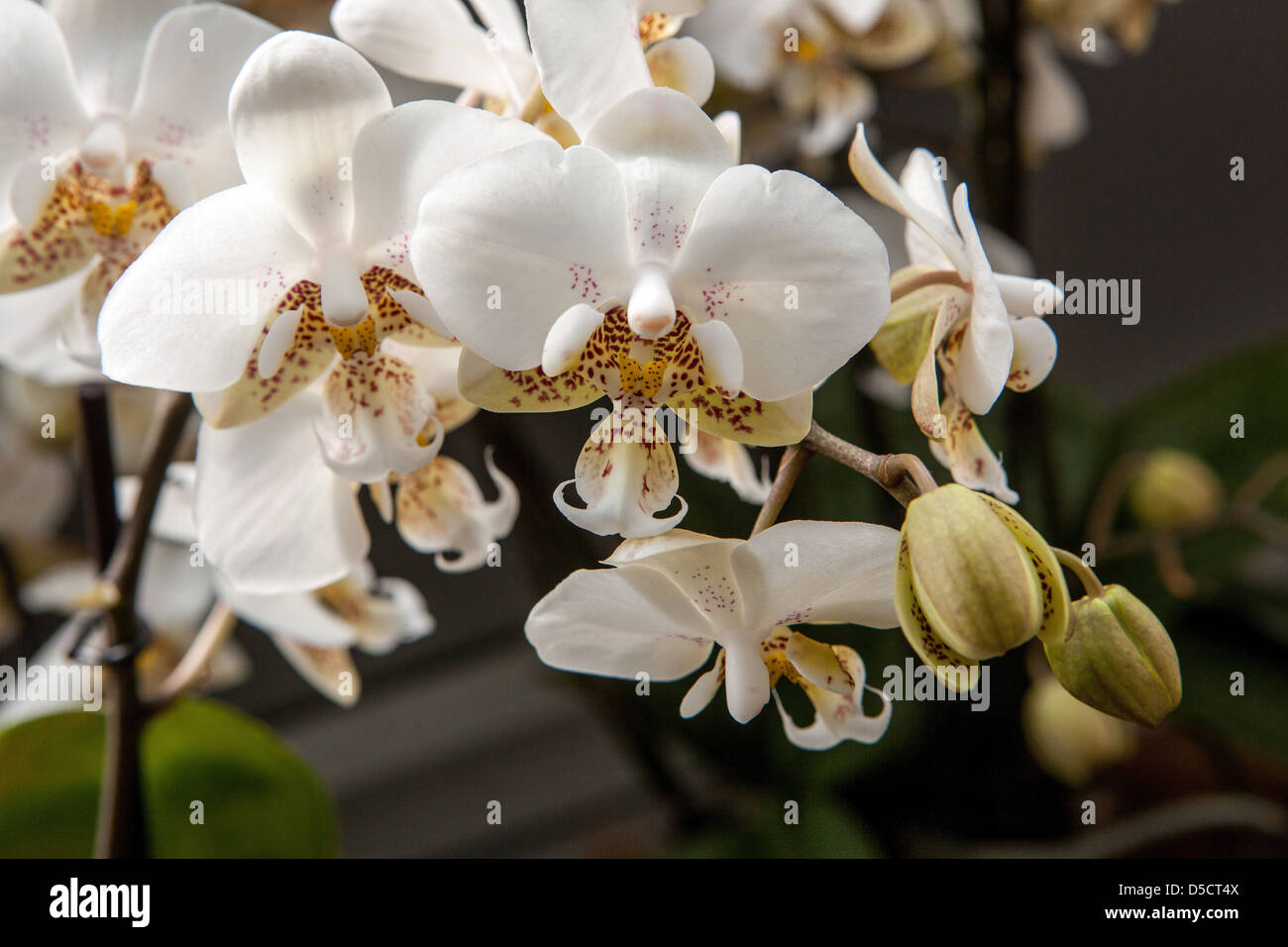 Phalaenopsis orchid white flowers Moth orchids Stock Photo