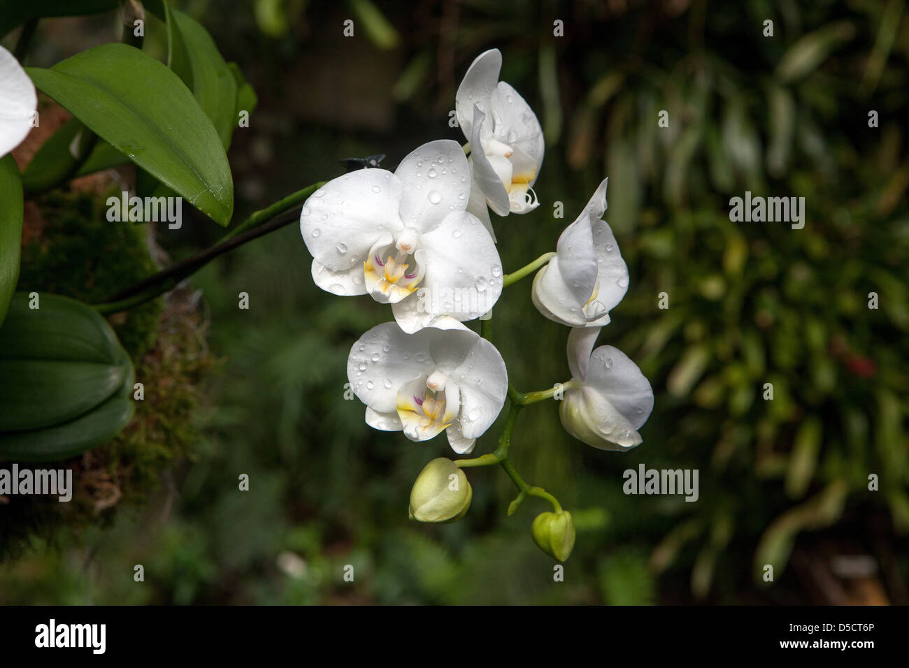 Phalaenopsis orchid white flowers Moth orchids Stock Photo