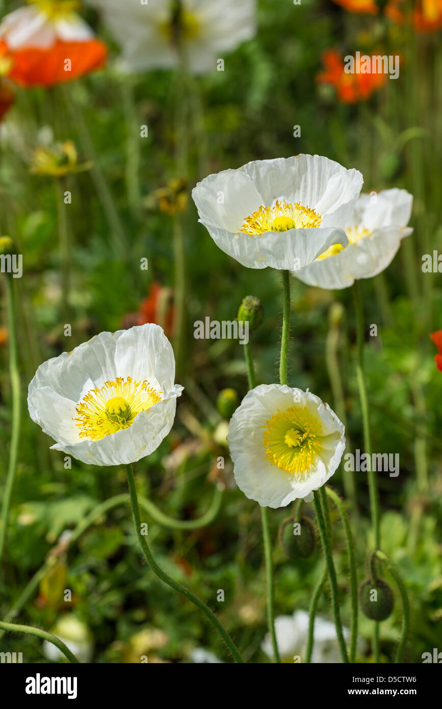 Beautiful spring flowers in bloom Stock Photo Alamy