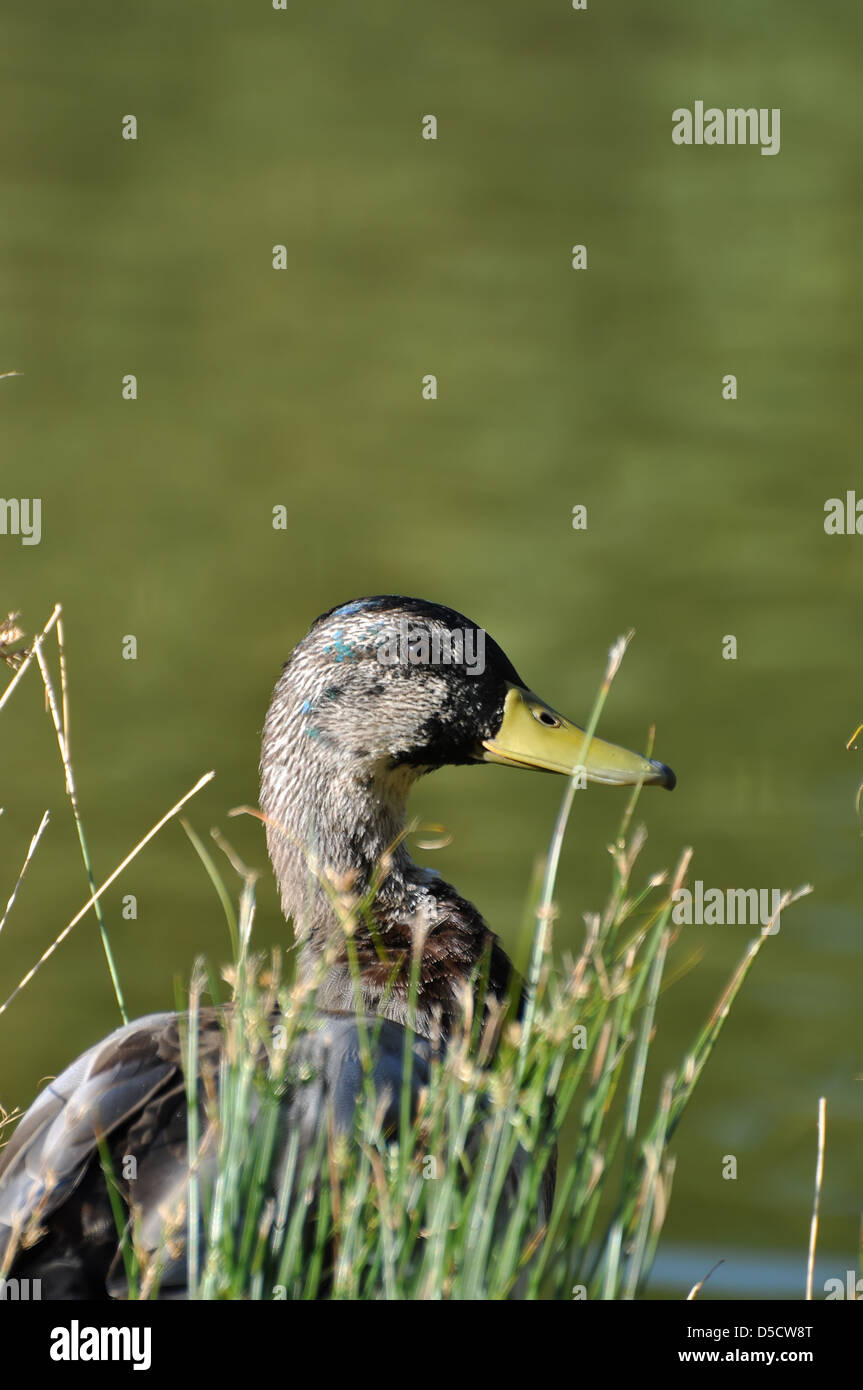 Nature duck Stock Photo
